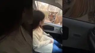 Brutal Tiger Attack On Girl in Car 😭 #tiger #attack #ai #sora #aivideo
