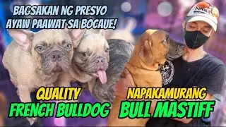 Bocaue Pet Market Part 3 | June 23, 2023 | Bocaue, Bulacan