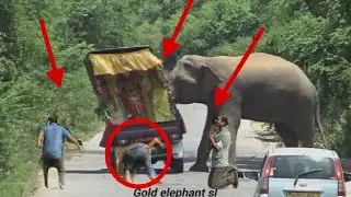 Wild elephant trouble in Yala forest⁉️️⁉️️