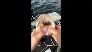 Catching giant bass with live bait