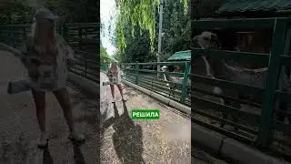 Девушка против альпаки