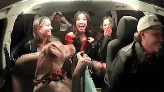 The nervous dog relaxes when he becomes an Uber Pilot. He charms his viewers.