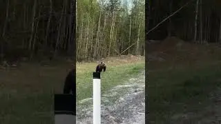 Мишка вышел к дороги