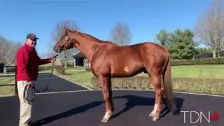 Daddy Long Legs&mdash;A Son of Scat Daddy with a Proven Record at Taylor Made