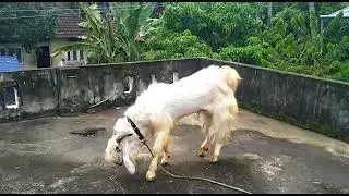 JAMUNA PYARI GOAT