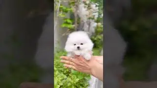 Perfect teacup Pomeranian #puppy #teacuppomeranian #pomeranian #pomeranianpuppy #pomeraniandog
