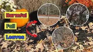 Don&rsquo;t Leave These 4 Types of Leaves in Your Yard!