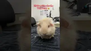 Chia&rsquo;s Waiting For The VET Doctor #shorts #pets #guineapig #chiaasmr #satisfying