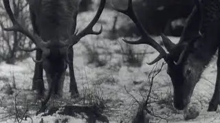 Vysoké Tatry - Kŕmenie zveri (1966)