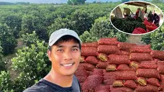 2026 TARGET KALAMANSI HARVEST