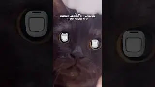 POV: When Flappie is the only thing on your mind 👀😹