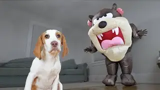 Puppy vs Tasmanian Devil Prank! Cute Puppy Indie Gets Help from Funny Dogs Maymo, Penny & Potpie