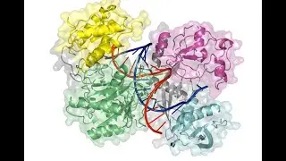 Structure of Proteins