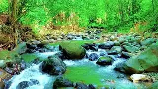 Calming Forest Ambience with Flowing River in Hidden Forest for Rest, Medicine and Deep Sleep