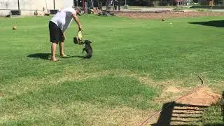 Patterdale Terriers- Rumble (RIP)