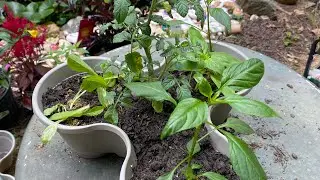 Small Space Salad Garden