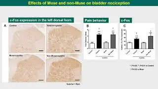 #22944 Effects of locally administered human Muse cells on bladder inflammation, overactivity an...