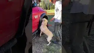 Training Wildrose Quinn, Narcotics-Detection K9