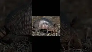 Timber Rattlesnake, American Bullfrog, Nine-Banded Armadillo, North Cardinal, and American Badger