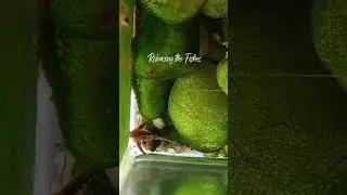 Adding Stone Catfish in Aquarium