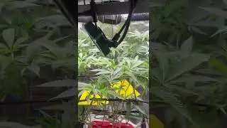 ‼️Look At The Temp/Humidity/ In optimal Range . Here We Love DWC/Hydrponics