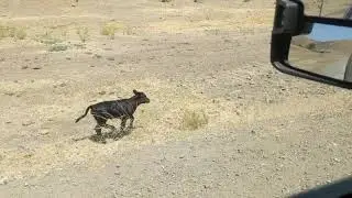 Mt Oso Chase