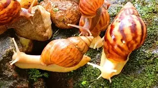 The Amazing Adaptation of Snails, more than just a shell #snails #SnailAdaptations #MolluscMarvels