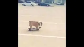 Franklin the Skateboarding Bulldog