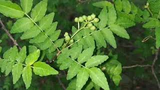 Sichuan / Japanese Pepper / Prickly Ash (Zanthoxylum piperitum) - unripe vs last year's