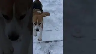 Бостон и Рэй - два скакуна #dogs #курцхаар #kurzhaar #beagle #beagleboy #beagleslover #beaglecrew