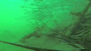 Temple reef