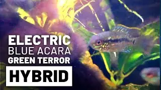 Electric Blue Acara / Green Terror Hybrids 🐟 3 Month Old Fry