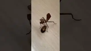 Mantis Deroplatys Truncata comiendo #vtuber #insectos #comedia #mantisreligiosa #mantis