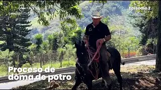 ¿Cómo domar un potro por primera vez en el exterior?