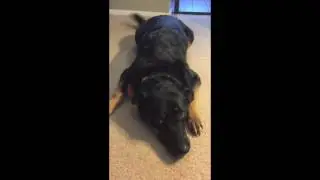 Adoption Ambassador