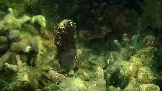 Hippocampus barbouri philippines
