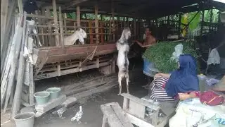 KAMBING SATU KANDANG, PACEK SATU SENDURO SUPER JUMBO