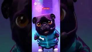 Panda the #Pug as a K-Pop star in a Music Video!