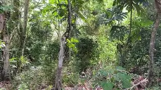 Sound of chainsaws cutting down forest for a solar farm near Marbo Cave in Guam
