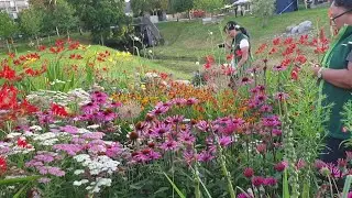 Quick Live in B&uuml;rgerpark Pfaffenhofen.Part of my job to take care of the perennials & the park