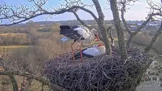Nest building and mating February 2025
