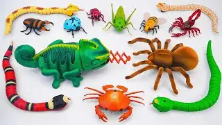 ZURU ROBO ALIVE COLLECTION | UNBOXING Robo Giant Tarantula Spider, Robo Snake Compilation | ASMR