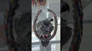 Саймону есть что сказать, надеемся, вам понравится🦜Пожалуйста, подпишитесь💕 #смешнойпопугай #попу...