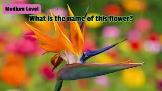 Flower Identification Quiz: Can You Name These Flowers #educational #quiztime