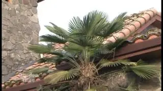 Winter Plant Damage