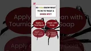 Woodlouse Spider Bite Quiz!