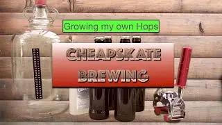 Grow your own hops for homebrew
