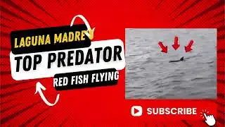 Laguna Madre&rsquo;s Top Predator showed up&hellip; and Red Fish Went Flying #shorts #fishing @BigGunzFishing