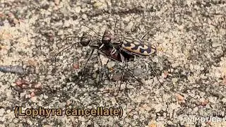 (Lophyra cancellata)