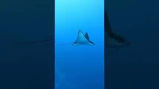 Eagle rays in Amphoras reef Dive Site Ras Mohamed | Sharm el Sheikh | #diving #padi #ssi